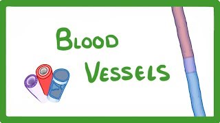 GCSE Biology  Blood Vessels 24 [upl. by Kevon64]