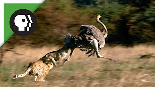 Cheetahs Chasing Ostrich [upl. by Anorahs951]