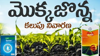 మొక్కజొన్నలో కలుపు నివారణ  Mokkajonnalo kalupu nivarana [upl. by Ainar510]