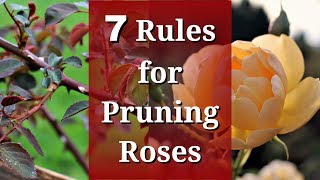 7 Rules for Pruning Roses [upl. by Anders]