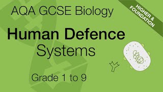 AQA GCSE Biology Human Defence Systems  GCSE 91 Revision [upl. by Carbone]