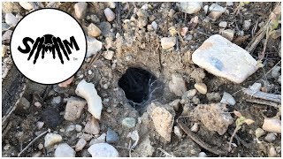 Hunting Wild Tarantulas in Northern Utah Aphonopelma iodius [upl. by Benjie668]