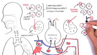 Oxygen  Haemoglobin Dissociation Curve  Physiology [upl. by Enileuqkcaj]