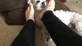 My dog licking my feet [upl. by Enirbas]