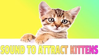 Sounds that attract Kittens  Meow to make kittens come to you [upl. by Airan]