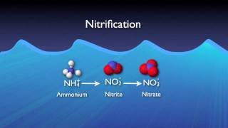 Nitrogen Removal Basics [upl. by Orpah148]