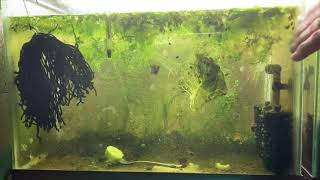 Scuds Daphnia Cherry Shrimp Copepods My aquatic food culture [upl. by Asetal]