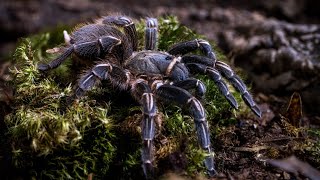 Costa Rican Zebra Stripe Knee Tarantula How To CARE for the Aphonopelma seemanni [upl. by Zondra]