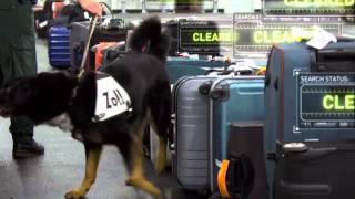 XRay Mega Airport Drug Sniffing Dog [upl. by Annirtak]