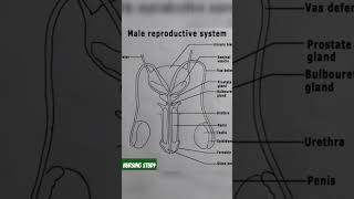 Male reproductive system diagram [upl. by Yrrac444]