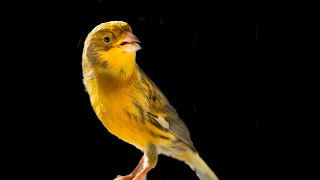 One of the kind CANARY SINGING [upl. by Aurea]