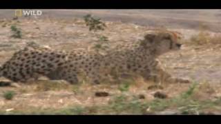 cheetahs huntings warthog watch in HD [upl. by Ycul884]