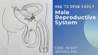 How to draw Male Reproductive System in easy steps  Class 10 Biology CBSE RAHULArtsBiology [upl. by Grew]