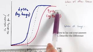 AS Biology  Oxygen dissociation curve OCR A Chapter 84 [upl. by Jovi]