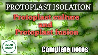 Protoplast isolation  Protoplast culture  Protoplast fusion Bsc 3rd Year Complete notes [upl. by Behka]