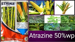 atrazine 50 wp herbicide atrazine 24d [upl. by Aved262]