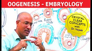 Oogenesis  Gametogenesis  Embryology🩺 [upl. by Halika]