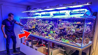 Most Beautiful Private Reef Tanks 400 GALLON [upl. by Boyce]