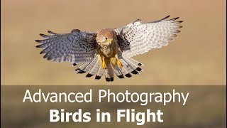 How to Photograph Birds in Flight Advanced Including Canon AF Case Settings [upl. by Iman]