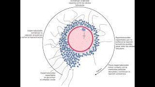 Gametogénesis y Fecundación [upl. by Marni]