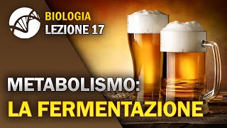 BIOLOGIA  Lezione 17  La Fermentazione  Metabolismo Cellulare [upl. by Laamak]