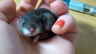 baby mouse yawn [upl. by Ronal]