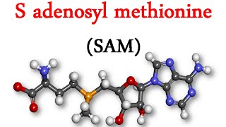 S adenosyl methionine SAM [upl. by Ynos]