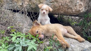 The cry for help of two dogs abandoned by their cruel owner on the side of the road and I saved them [upl. by Airlie]