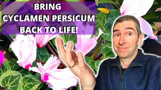 HOW TO BRING CYCLAMEN PERSICUM BACK TO LIFE  houseplant cyclamen [upl. by Thielen]