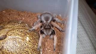 Aphonopelma gabeli [upl. by Vadnee]