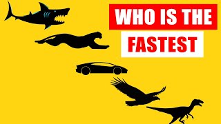 Speed Comparison Worlds Fastest Animals [upl. by Niasuh]