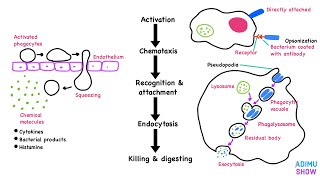 Phagocytosis [upl. by Pearlman]