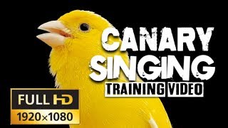 4K CANARY SINGING The Most Beautiful Canary video on youtube [upl. by Viviene]