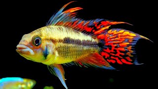 Top 5 Centerpiece Fish for your small to medium sized Community Aquarium [upl. by Meeharbi654]