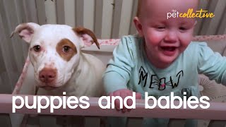 Adorable Puppies amp Babies [upl. by Sauer]