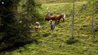 Almen in Österreich Vom Leben mit der Natur [upl. by Atsyrt]