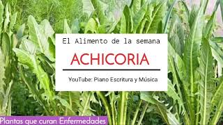 ACHICORIAPlanta Medicinal  Usos y Aplicaciones [upl. by Tommy]