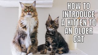 5 Tips on INTRODUCING a Kitten to an Older Cat [upl. by Newberry378]