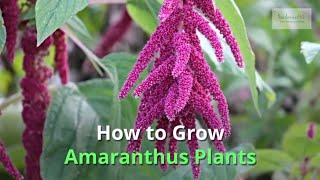 Amaranthus Growing Guide [upl. by Dierdre619]