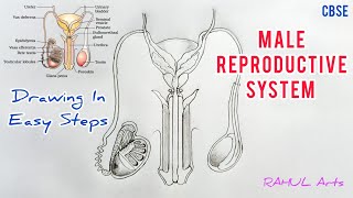 How to draw male reproductive system in easy steps cbse 12th Biology  NCERT class 12  science [upl. by Anirrok]