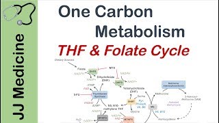 One Carbon Metabolism  Tetrahydrofolate and the Folate Cycle [upl. by Awjan]