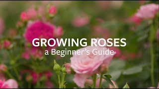 How to grow Roses  Grow at Home  Royal Horticultural Society [upl. by Radbun906]