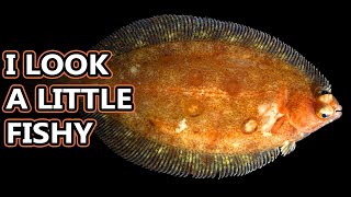 Flounder Flatfish Facts the ONESIDED FISH 🐟 Animal Fact Files [upl. by Blumenfeld114]