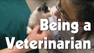 Being a Veterinarian  The Friday Zone  WTIU  PBS [upl. by Ahgiela]