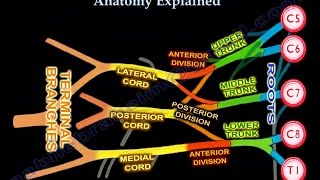 Brachial Plexus Brachial Plexus anatomy [upl. by Hcirdla201]