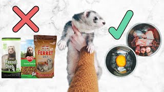 Ferret Diet  What You Need To Know Before Getting A Ferret Kit [upl. by Aitselec454]