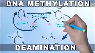 DNA Methylation [upl. by Maura324]