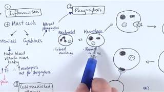 AS Biology  Immune response OVERVIEW OCR A Chapter 1256 [upl. by Ardnalak]