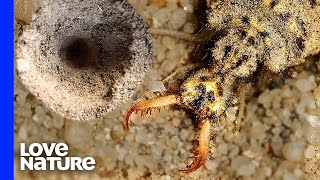 Sand Monster Antlion Engineers Deadly Sand Traps [upl. by Archibald]