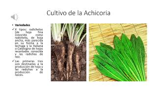 Cultivo de la Achicoria [upl. by Rednav853]